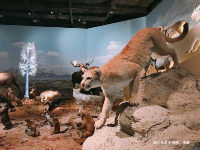 南非獅子動(dòng)物標(biāo)本進(jìn)口報(bào)關(guān)資料_如何辦理瀕危許可證