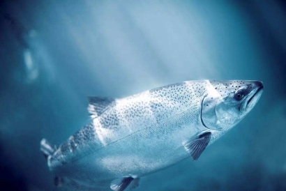 三文魚進(jìn)口報關(guān)所需資料_進(jìn)口三文魚報關(guān)費用