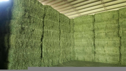 青島進口苜蓿草清關流程？苜蓿草進口準入國家