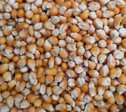 南非干玉米飼料進(jìn)口報(bào)關(guān)是否要進(jìn)口配額及注意事項(xiàng)