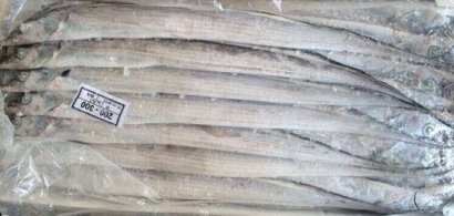 淺談巴基斯坦白帶魚/沙帶魚進(jìn)口報關(guān)清關(guān)流程資料以及稅率