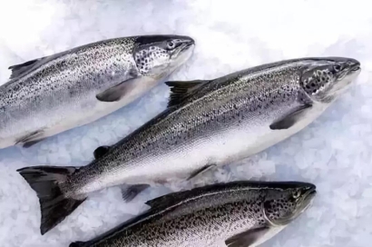 智利三文魚進(jìn)口報關(guān)流程-19年冷凍水產(chǎn)品報關(guān)行