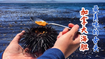 加拿大進(jìn)口海膽清關(guān)費用多少錢？