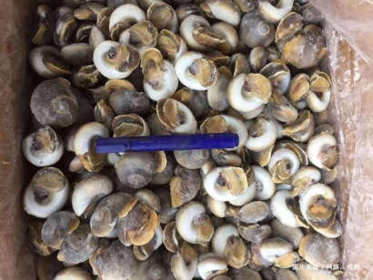 深圳冷凍海螺肉進口報關資料-5分鐘看懂水產(chǎn)品通關