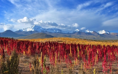 天津藜麥進(jìn)口報(bào)關(guān)代理
