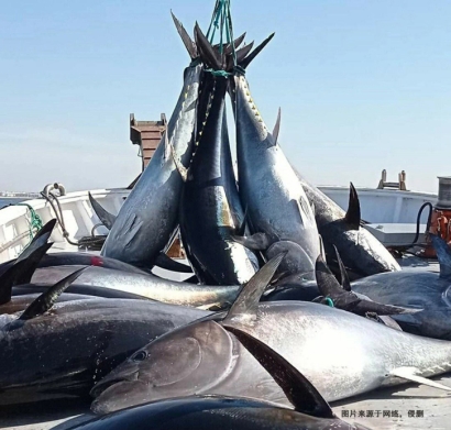 日本藍鰭金槍魚進口報關(guān)流程到深圳水產(chǎn)品案例