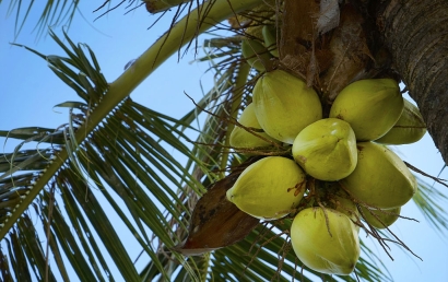 天津椰青進口清關(guān)代理