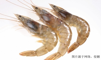 欽州進(jìn)口越南對(duì)蝦報(bào)關(guān)資料_上海進(jìn)口黑虎蝦清關(guān)流程