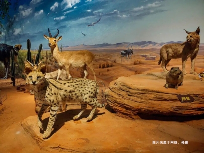 瀕危野生動物標本進口報關(guān)流程_如何進口動物制品