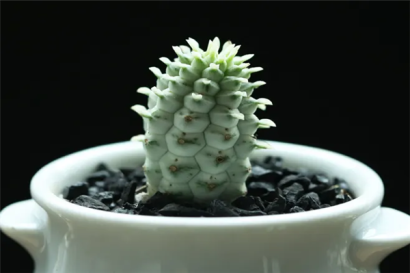 機場進口植物報關代理的流程以及關稅