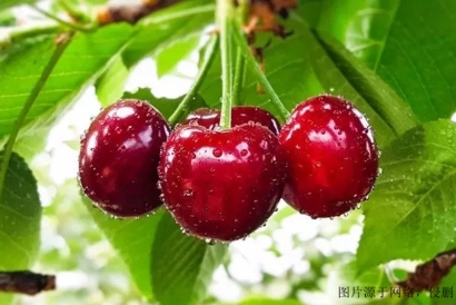 上海機(jī)場櫻桃怎么進(jìn)口報(bào)關(guān)清關(guān)?澳洲櫻桃報(bào)關(guān)流程