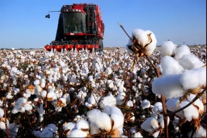 棉花進口報關(guān)流程及申報要素-17年進口報關(guān)經(jīng)驗