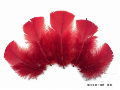 泰國進(jìn)口火雞毛報關(guān)流程_鴨毛、鴕鳥毛進(jìn)口關(guān)稅