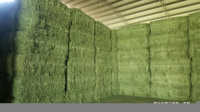 廣州進口哈薩克斯坦苜蓿草報關資料-飼料通關要點