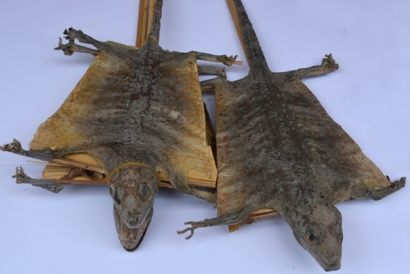 泰國蛤蚧代理進口清關你了解這些流程了嗎