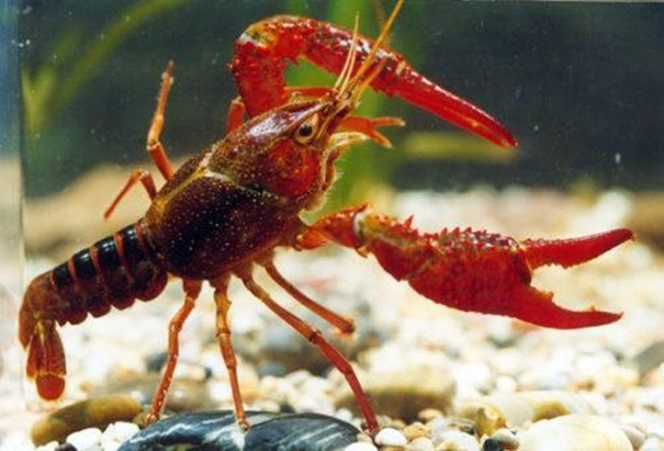 1630496395739698.jpg 上海進口活龍蝦報關