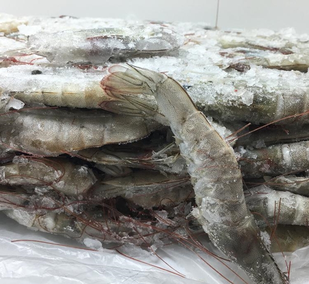 1630297507565310.jpg 上海冷凍水產(chǎn)品進(jìn)口清關(guān)代理_副本.jpg