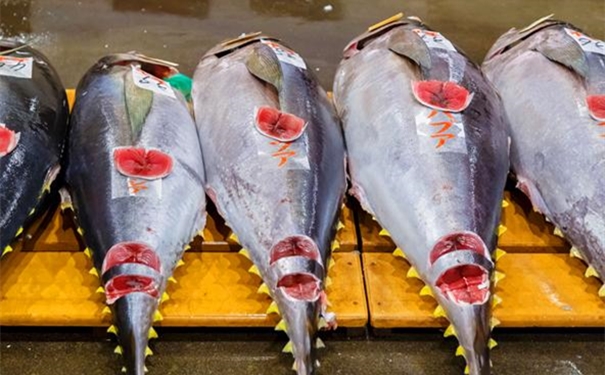 進口冰鮮金槍魚清關(guān)所需提供的資料 進口冰鮮金槍魚清關(guān)