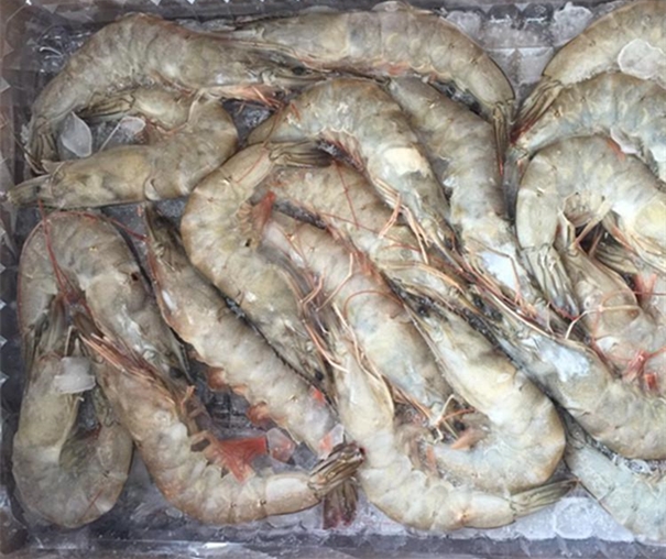 冷凍長額蝦進(jìn)口報(bào)關(guān)注意事項(xiàng)有哪些 冷凍長額蝦進(jìn)口報(bào)關(guān)