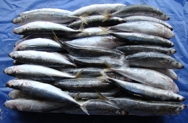 1629369839242891.jpg 青島進(jìn)口水產(chǎn)品報(bào)關(guān)