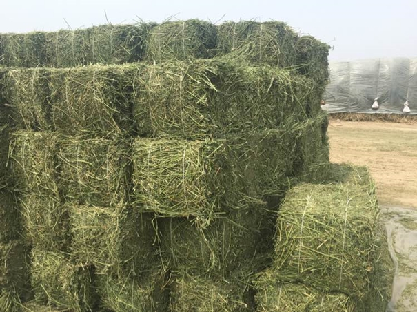 進口苜蓿草清關需提供什么資料 進口苜蓿草清關