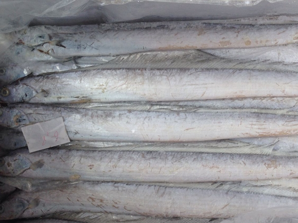 1630297459542776.jpg 上海冷凍水產(chǎn)品進(jìn)口清關(guān)代理公司_副本.jpg